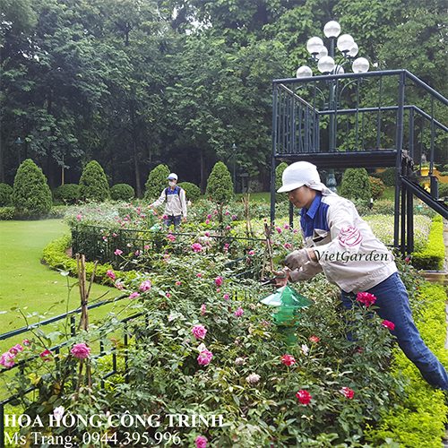 Tưới nước cho hoa hồng