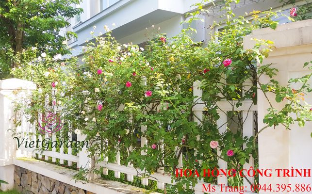 Tưới nước cho hoa hồng