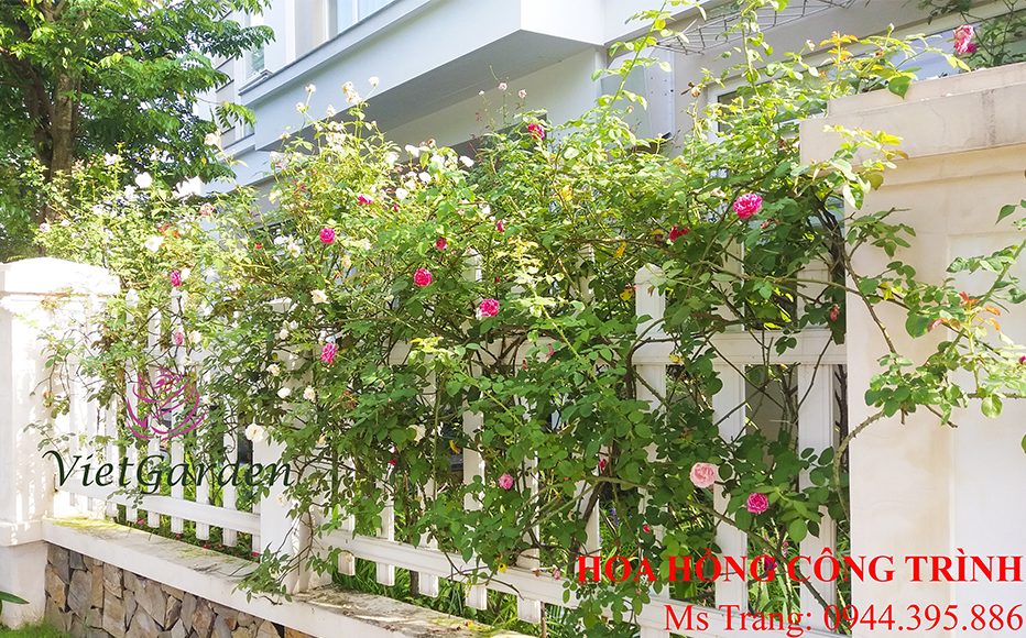 Tưới nước cho hoa hồng