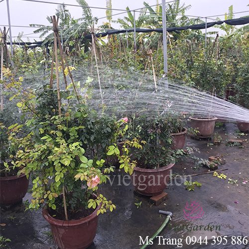 Tưới nước cho hoa hồng