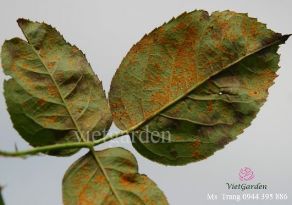 bệnh rỉ sắt ở hoa hồng