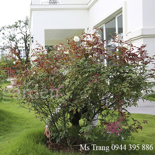 Đại thụ mới bật lộc