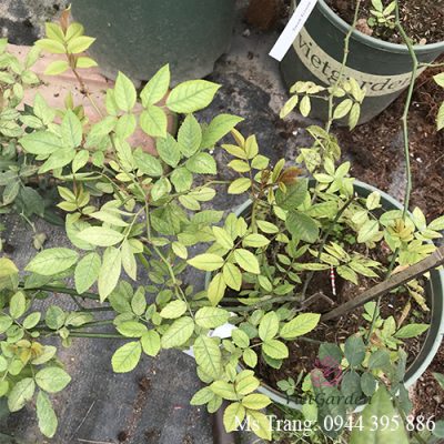 Ảnh lá hoa hồng bị vàng lá do thiếu Sắt