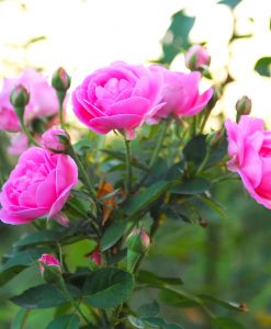 Hoa hồng cổ Son Môi