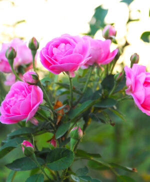 Hoa hồng cổ Son Môi