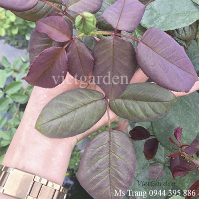 Chế phẩm cá vi sinh - Phân bón cho hoa hồng