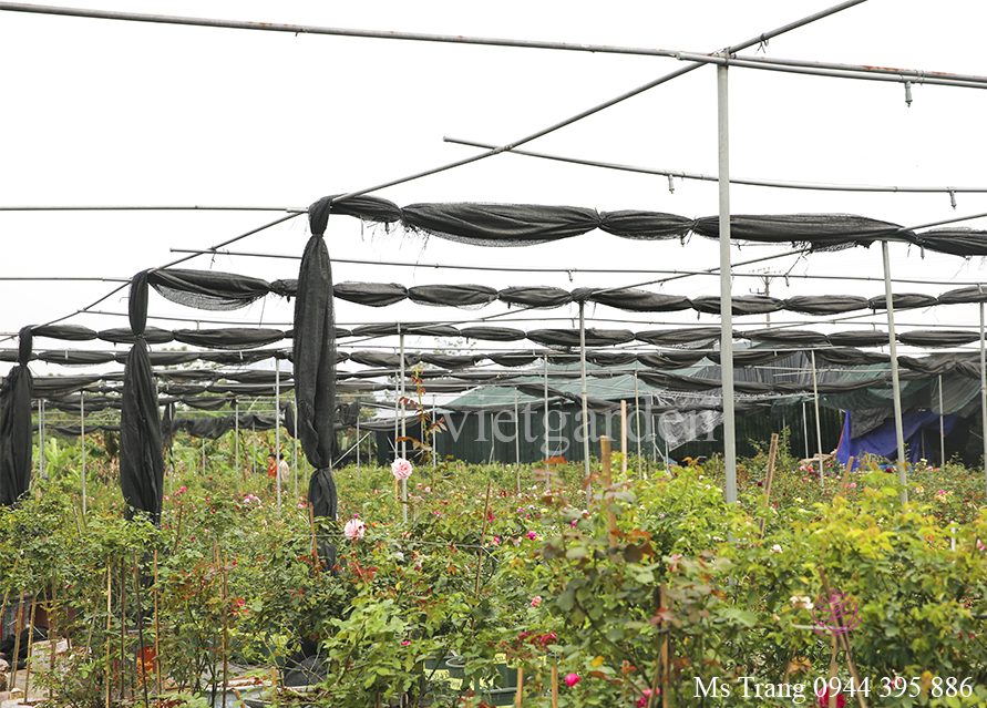 Chế phẩm phân cá vi sinh cao cấp