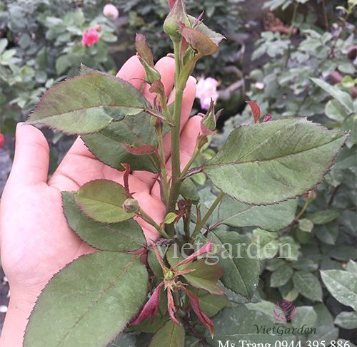 Chế phẩm phân cá vi sinh cao cấp 