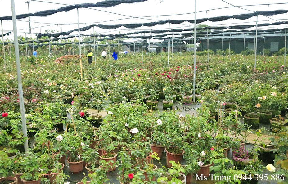 Chế phẩm phân cá vi sinh cao cấp 