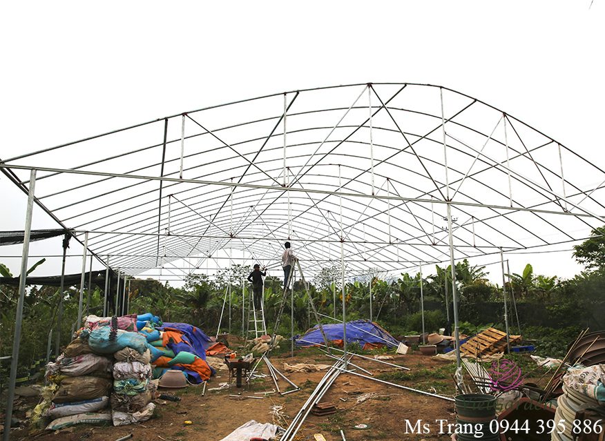 Bón phân cá cho hoa hồng