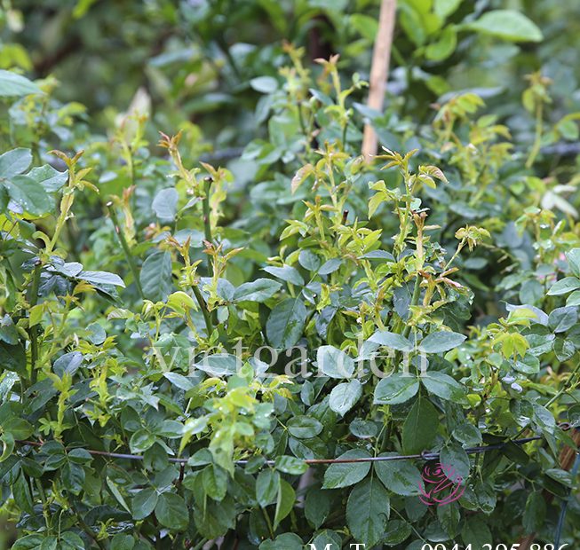 Chế phẩm phân cá vi sinh cao cấp 