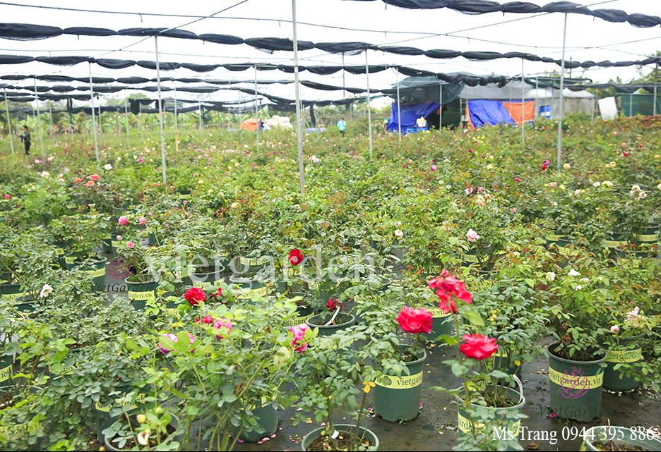 Chế phẩm phân cá vi sinh cao cấp