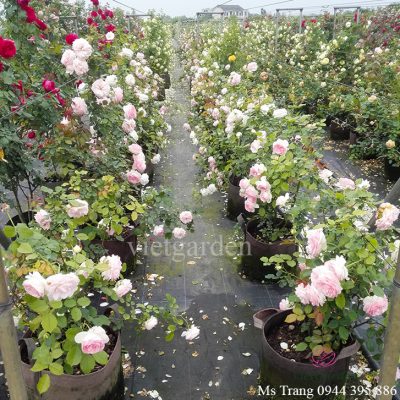 Chế phẩm đỗ tương - Phân bón cho hoa Lan