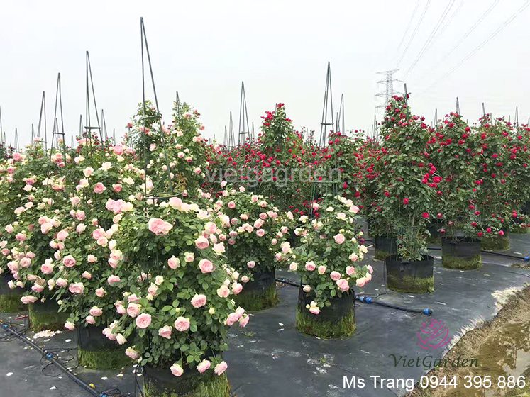 Có bao nhiêu giống hoa hồng ngoại đã có mặt tại Việt Nam