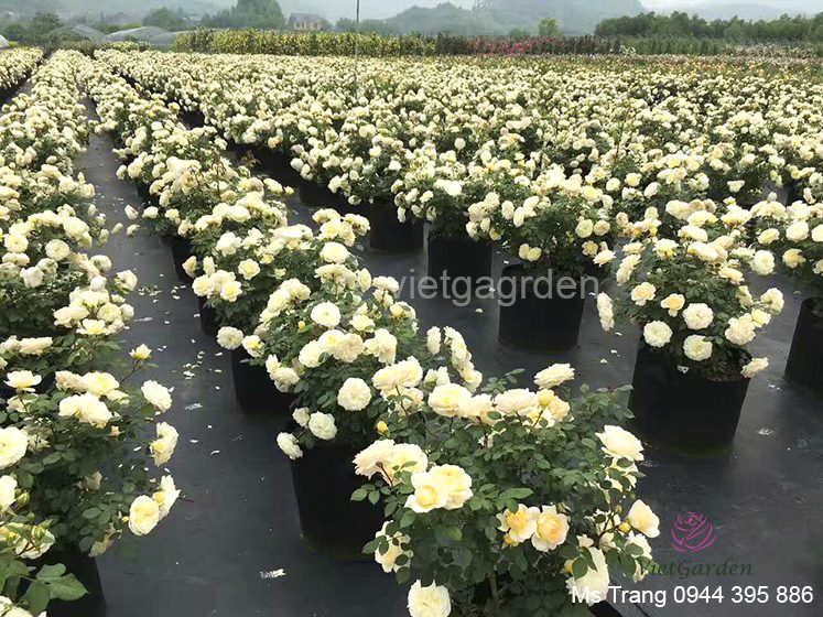 Có bao nhiêu giống hoa hồng ngoại đã có mặt tại Việt Nam