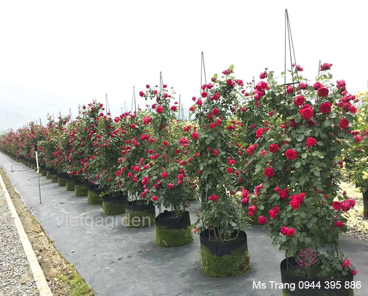 Có bao nhiêu giống hoa hồng ngoại đã có mặt tại Việt Nam