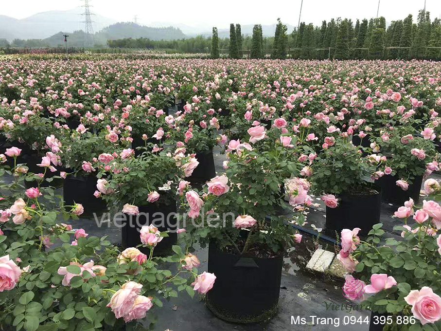 Có bao nhiêu giống hoa hồng ngoại đã có mặt tại Việt Nam