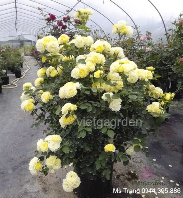 Có bao nhiêu giống hoa hồng ngoại đã có mặt tại Việt Nam