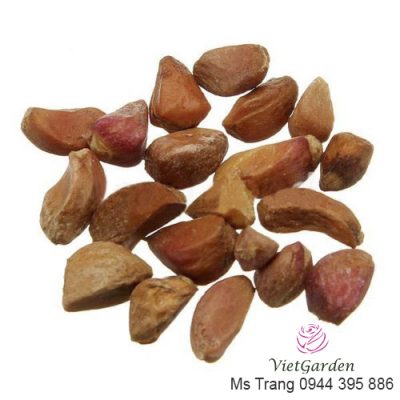 Có nên mua hạt giống hoa hồng hay không