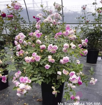 Có nên trồng hoa hồng rễ trần hay không