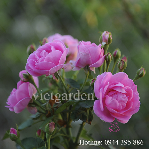 Hoa hồng cổ Son Môi