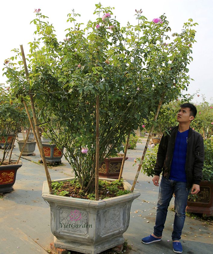 Hồng cổ Son Môi