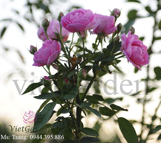 Hồng cổ Son Môi