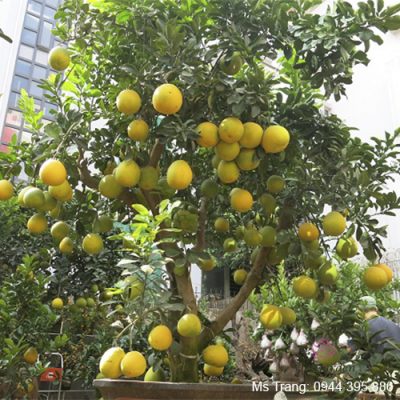 Phân bón cho cây ăn quả