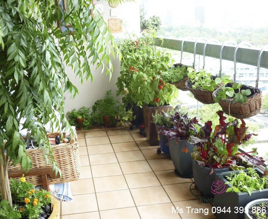 Sử dụng chế phẩm đỗ tương cho rau sạch và rau hữu cơ