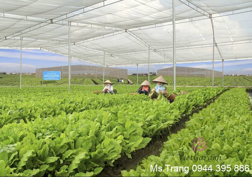 Sử dụng chế phẩm đỗ tương cho rau sạch và rau hữu cơ