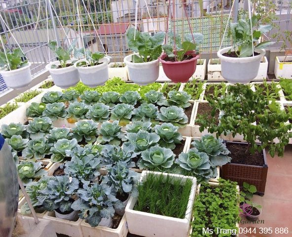 Sử dụng chế phẩm đỗ tương cho rau sạch và rau hữu cơ