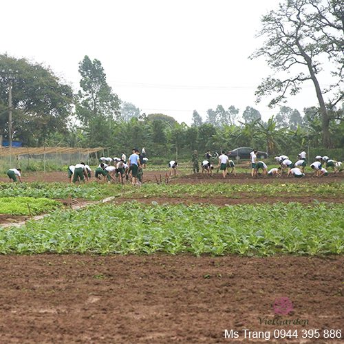 Sử dụng chế phẩm đỗ tương cho rau sạch và rau hữu cơ