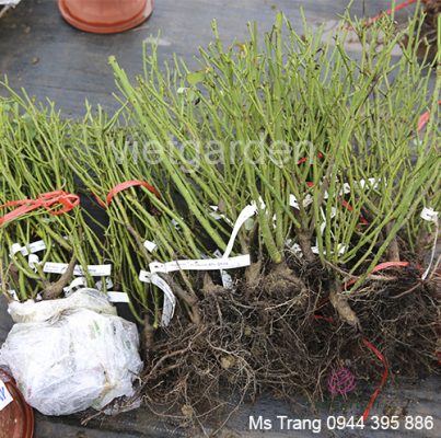 Thế nào là hoa hồng rễ trần