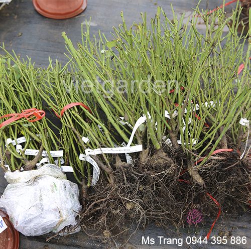 Thế nào là hoa hồng rễ trần