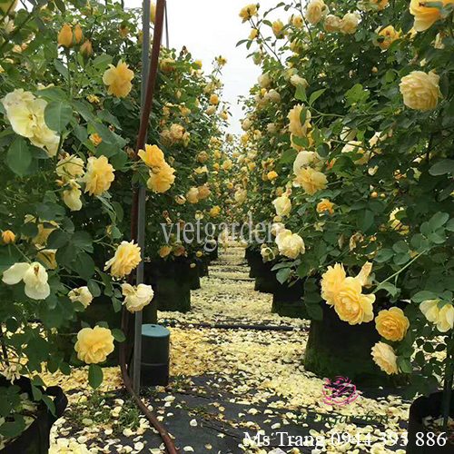 Tại sao tôi trồng hoa hồng rễ trần toàn bị chết?