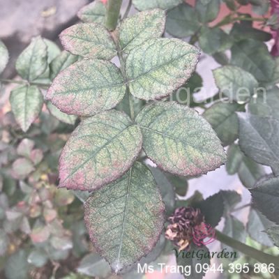 phòng và trị bệnh nhện ở hoa hồng