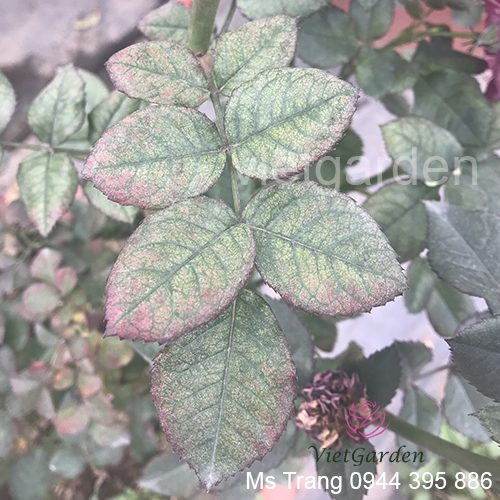 phòng và trị bệnh nhện ở hoa hồng