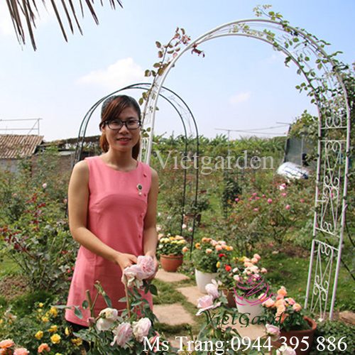 9x Hải Dương theo đuổi đam mê trồng hoa hồng cổ