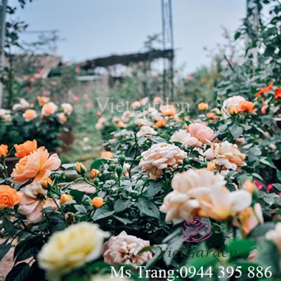 Chiêm ngưỡng vườn hoa hồng cổ tuyệt sắc giữa lòng Hà Nội