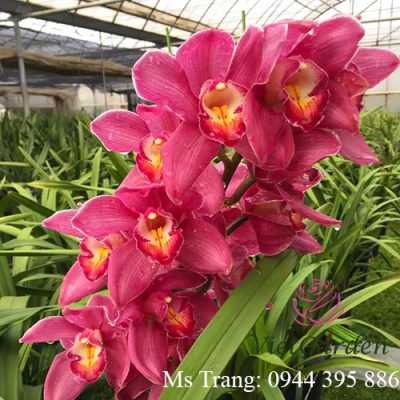 Chế phẩm đỗ tương - Phân bón cho hoa Lan tốt nhất