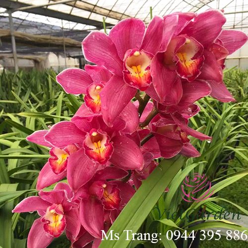 Chế phẩm đỗ tương - Phân bón cho hoa Lan tốt nhất