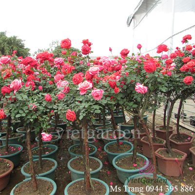 Hoa hồng cổ hay hoa hồng rừng