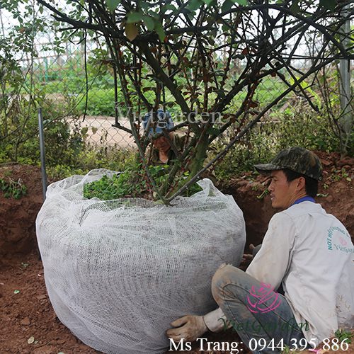 Lưu ý kỹ thuật khi khai thác cây hoa hồng cổ thụ