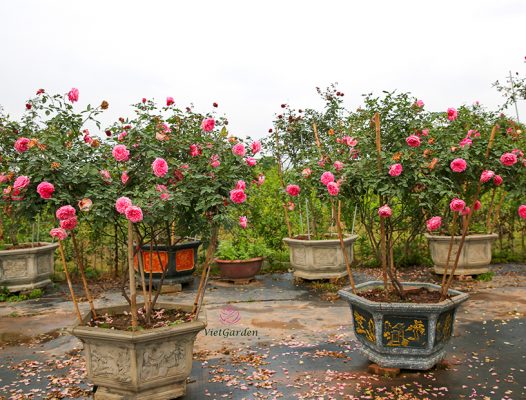 Ngắm vườn hoa hồng bạc tỷ độc nhất vô nhị của cô gái 9X Hà Nội