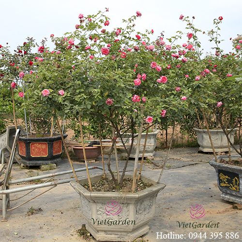 Phân gà cho hoa hồng