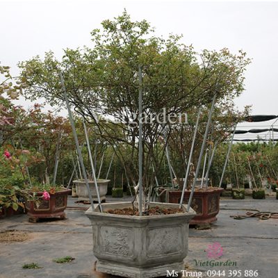 Quy trình trồng cây hoa hồng cổ thụ được khai thác về