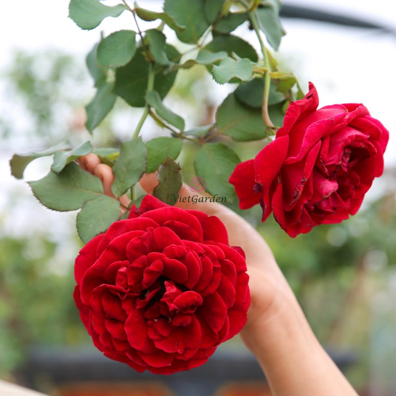 phân bón lá cho hoa hồng