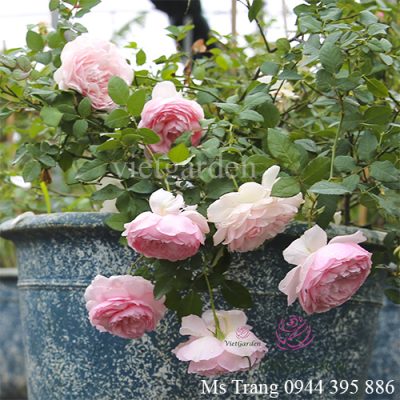 Vitamin cho hoa hồng