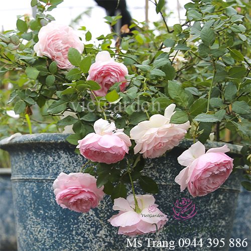 Vitamin cho hoa hồng