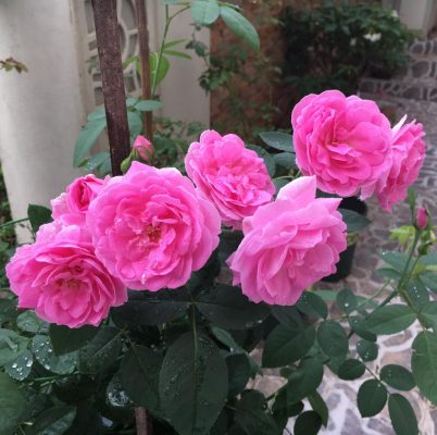 Vietgarden-Chuyên cung cấp giống hồng cổ và nhập khẩu tại Việt Nam